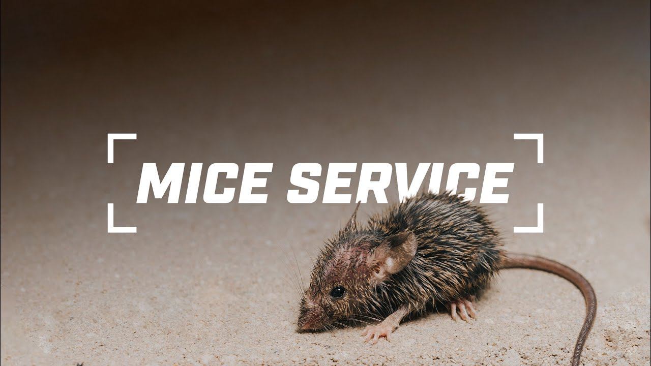 Mice Service смотреть онлайн
