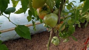 Томат Орлиный клюв .Краткий обзор