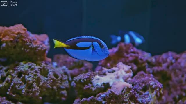 Aquarium 4K VideoUltra HDCharming Fish of the Coral Reef Ecosystem Relaxing Meditation Music смотреть онлайн