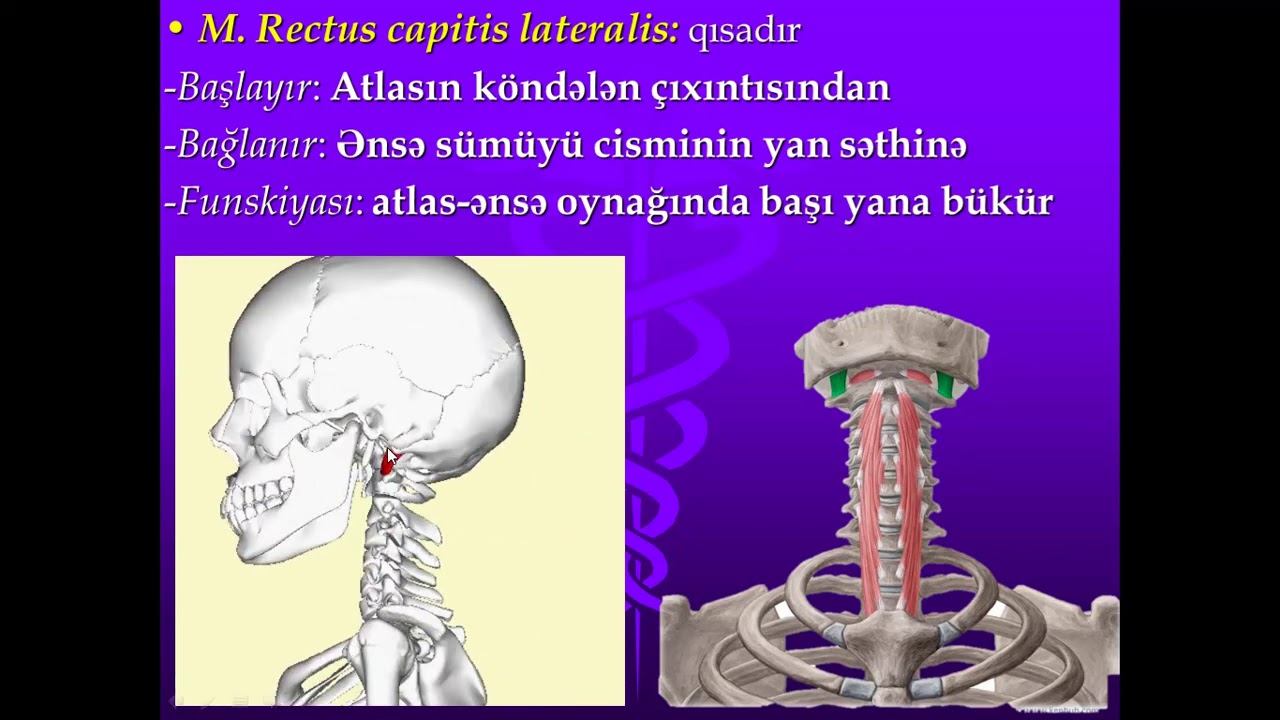 Boyun əzələləri və topoqrafiyası #anatomy #amu #atu #medicaluniversity #muscles #neck #anatomy смотреть онлайн