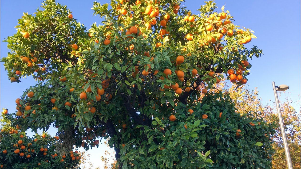 VLOG: ИССЛЕДУЯ РАЙОНЫ ВАЛЕНСИИ - БЕНИФЕРИ (BENIFERRI) // ПЛАНЫ НА КОНЕЦ ГОДА