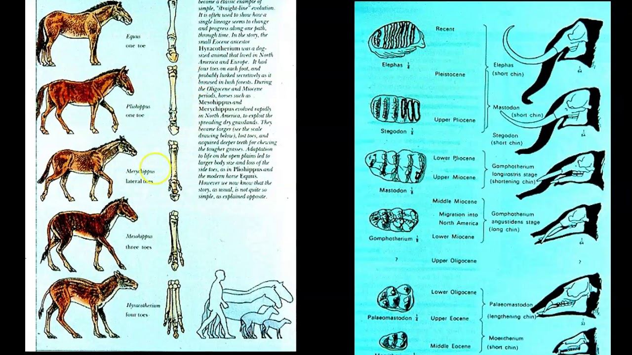 Biología Remedial (Luis Espinosa) смотреть онлайн