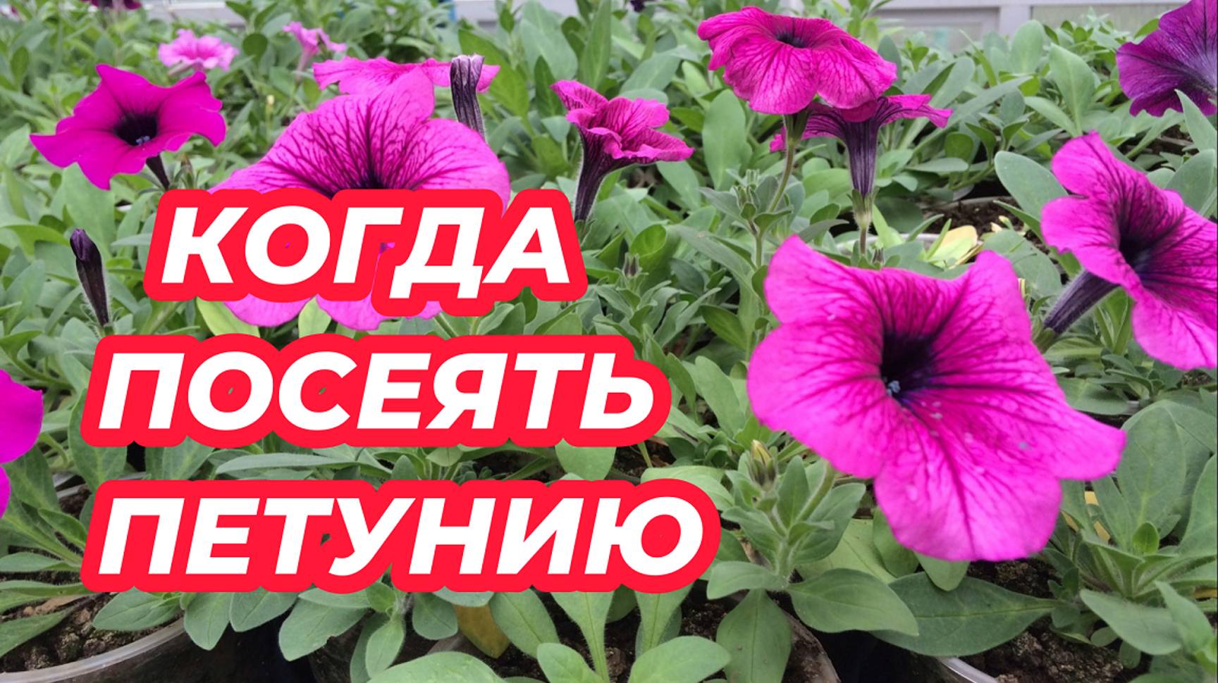 КОГДА ПОСЕЯТЬ ПЕТУНИЮ? Оптимальные сроки посева петунии на рассаду, чтобы рассада была крепкая смотреть онлайн