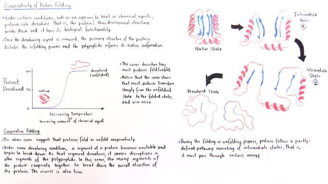Cooperativity of Protein Folding смотреть онлайн