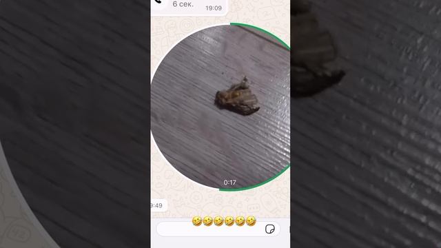 Растворила мотылька 😂😂😂😂