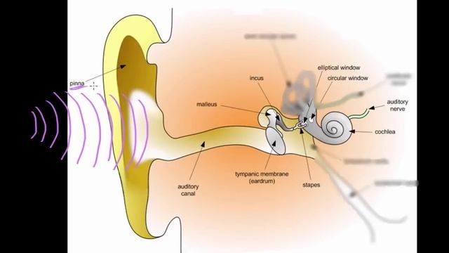 Auditory structure - part 1 | Processing the Environment | MCAT | Khan Academy смотреть онлайн