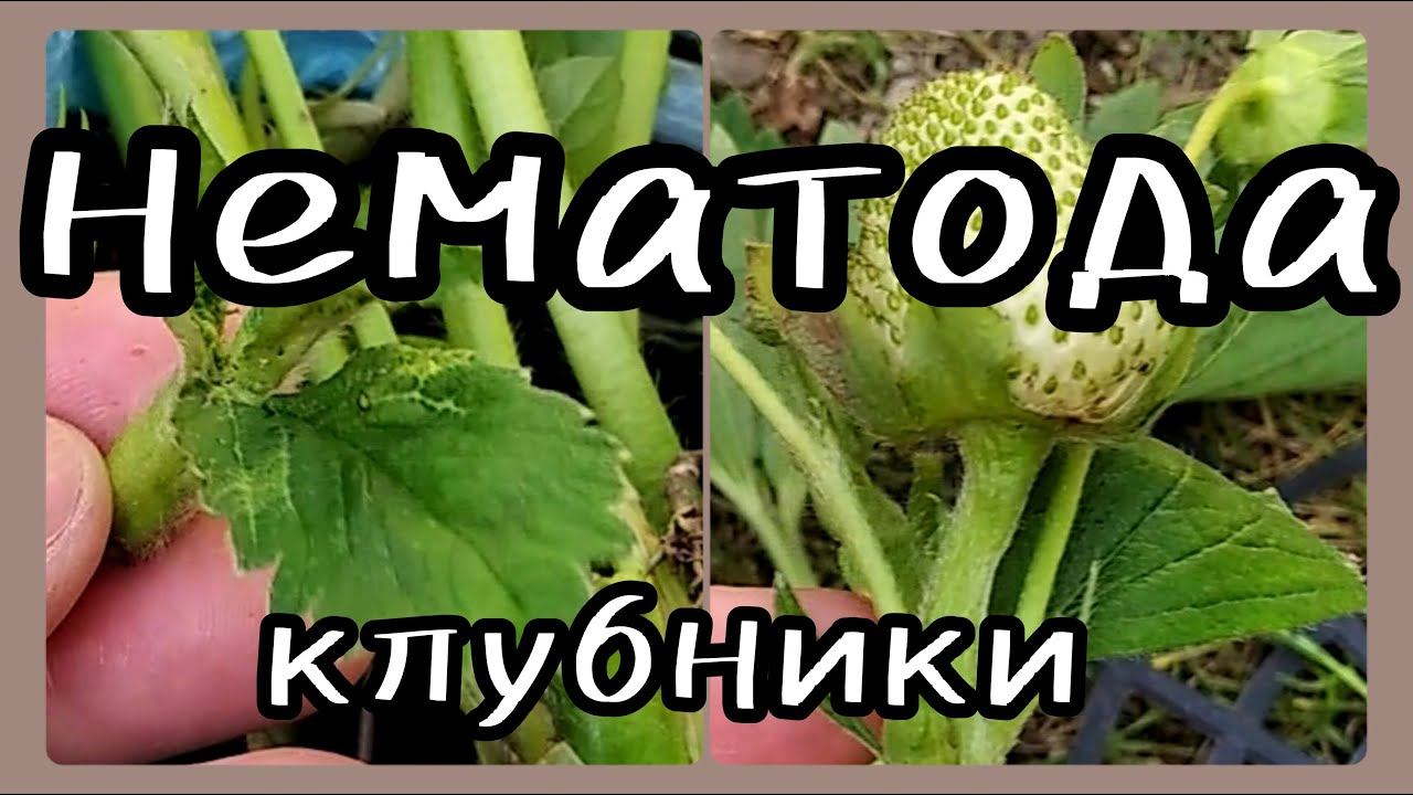 НЕМАТОДА на клубнике 🍓Методы борьбы и профилактики. смотреть онлайн