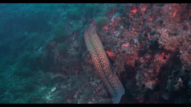 Virtual Aquarium смотреть онлайн