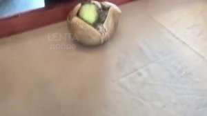 final_630761d2fc616700922dbda4_814680