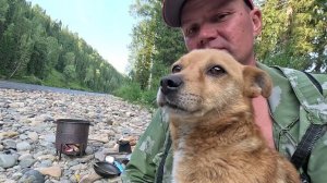 Газ 3308 Терсь 26.07.2024 Шарик спас от медведя