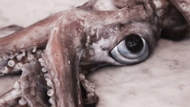 Giant 33ft squid caught off coast of Spain like something out of a Sci-Fi film смотреть онлайн