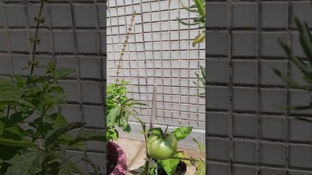 hoje tem flor e tem abelhinha смотреть онлайн