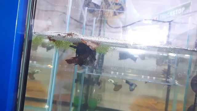 Нерест петушков. / betta splendens spawning смотреть онлайн