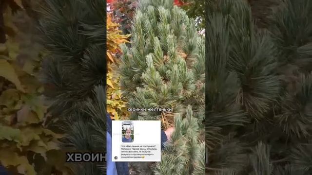 Про хвоепад. смотреть онлайн