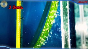 СКАЛЯРИИ РАЗВЕДЕНИЕ СКАЛЯРИЙ ИСКУСТВЕННАЯ ИНКУБАЦИЯ ИКРЫ