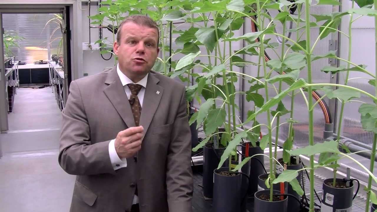 Project Sunshine in more depth смотреть онлайн