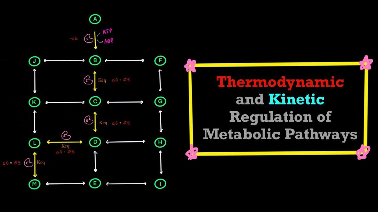 Advanced Thermodynamics and Kinetics of Metabolic Pathways & How Cells Regulate Metabolic Pathways смотреть онлайн