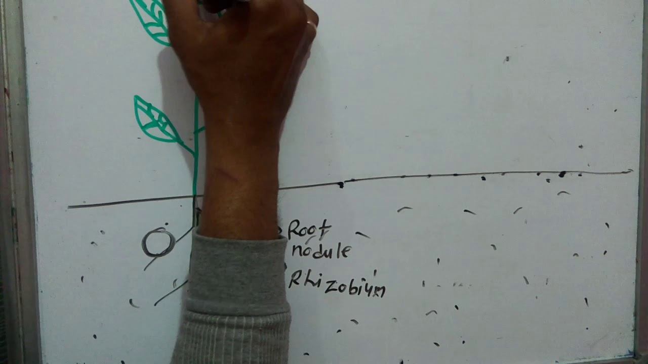 Biofertilizer part 1,rhizobium,azotobacter, clostridium,azolla,bacillus, symbiotic nitrogen fixatio смотреть онлайн