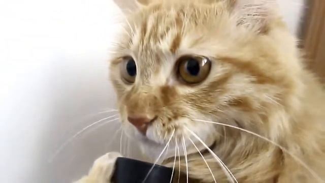 Смешной кот с пылесосом ! смотреть онлайн