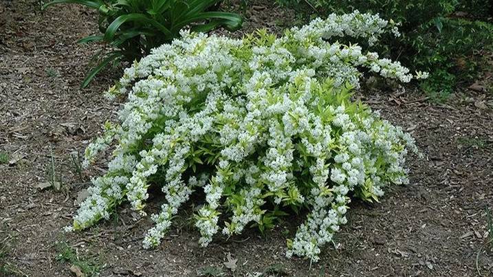 Обзор неприхотливых многолетних морозоустойчивых кустарников смотреть онлайн