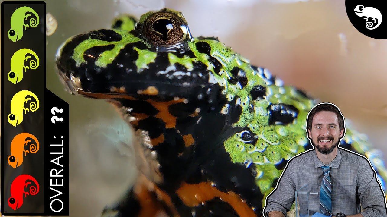 Fire-Bellied Toad, The Best Pet Frog? смотреть онлайн