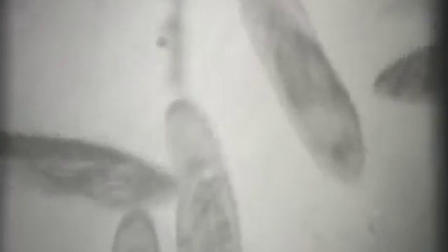 09 Двигательные реакции клеток смотреть онлайн