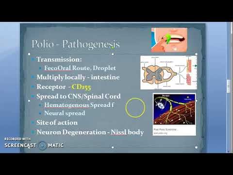 Microbiology 494 b PolioMyelitis Pathogenesis Polio Virus смотреть онлайн