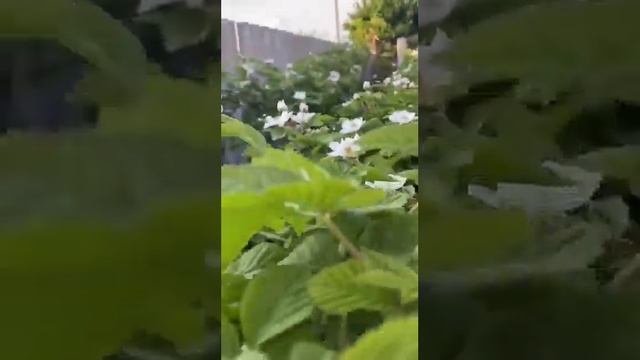 Ежевика сорт Прайм Арк Горизонт. смотреть онлайн