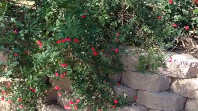 Ранчо #3 Калибри смотреть онлайн