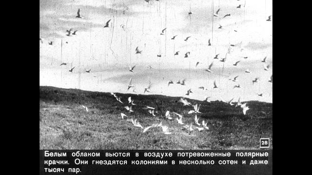 Диафильм Н.Скокова - Заполярный оазис смотреть онлайн