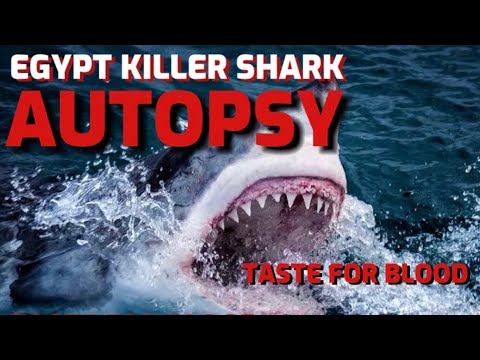 EGYPT KILLER SHARK AUTOPSY - Horrifying Secrets !!! #hurghada #shark #attack смотреть онлайн