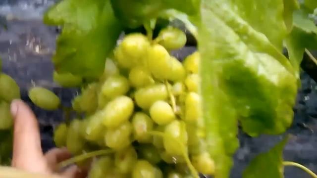 состояние винограда на 28 июля 2015 года смотреть онлайн
