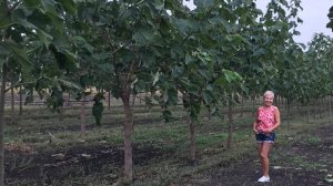 Частное лесоводство в России. Плантации Павловнии высадка 2022