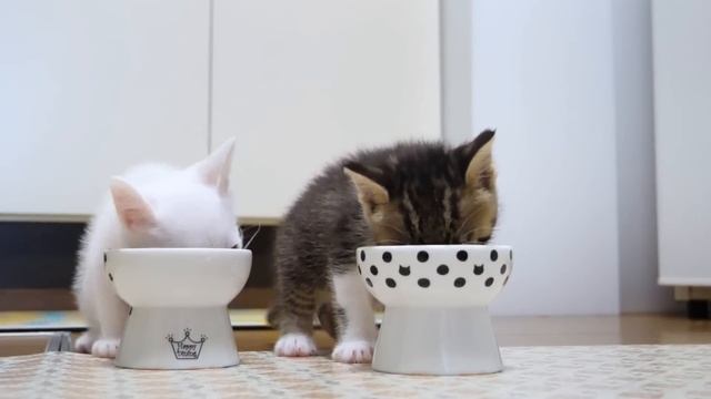 子猫が「お口拭くのやだー」と泣いてしまいました【赤ちゃん猫　保護猫】 смотреть онлайн