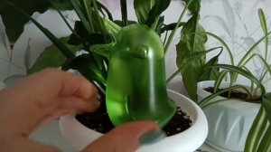 Автополив для комнатных растений и цветов. Птичка. Хватает на 7-10 дней, объем 150 мл