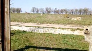 Пневматика - эксперимент с дизель- эффектом.