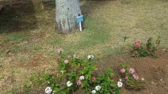 Blau varadero, humming bird. смотреть онлайн