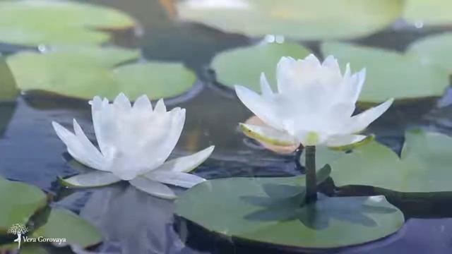 МАНТРА ИСЦЕЛЕНИЯ, ДУШЕВНОГО СПОКОЙСТВИЯ И ЖИЗНЕННОЙ ЭНЕРГИИ.mp4