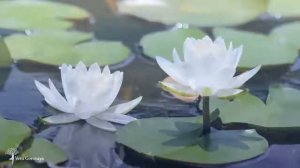 МАНТРА ИСЦЕЛЕНИЯ, ДУШЕВНОГО СПОКОЙСТВИЯ И ЖИЗНЕННОЙ ЭНЕРГИИ.mp4