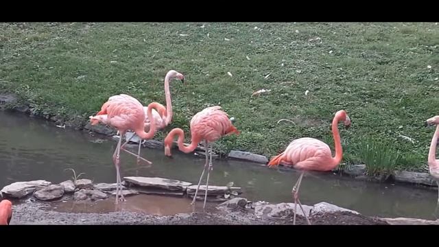 Красота вокруг нас. смотреть онлайн