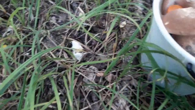 Грибы Поход за белыми Тьма грибов