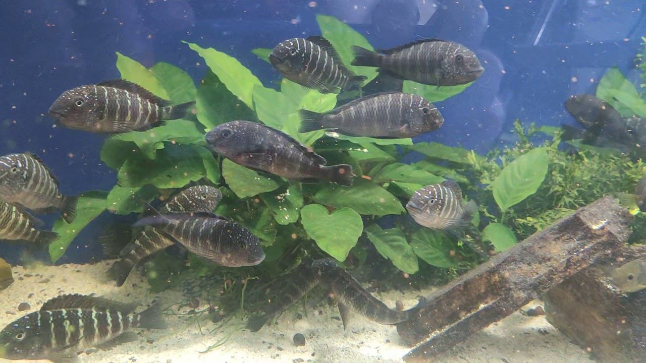 Tropheus Murago Tanzania and Brichardi Mtoto. Трофеусы Мураго Танзания и Бришарди Мтото смотреть онлайн