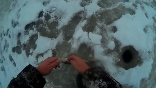 Зимняя рыбалка Кама Трой Урай Берш и Судак на 2,5 кг