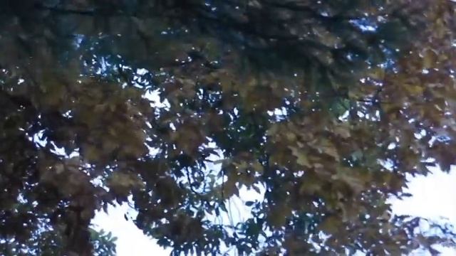 Natashas Songs / Наташины Песни / Autumn