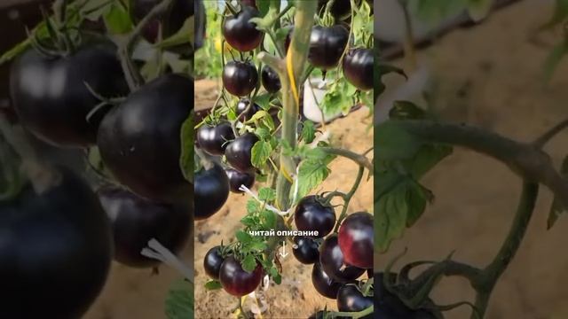 Замечательная новость 🔥 смотреть онлайн