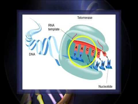 Morphology of chromosomes смотреть онлайн