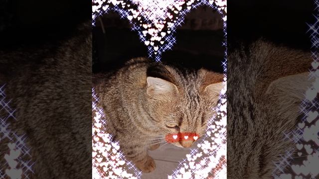 моя милая кошка баст смотрит на вас #кошкивидео# смотреть онлайн