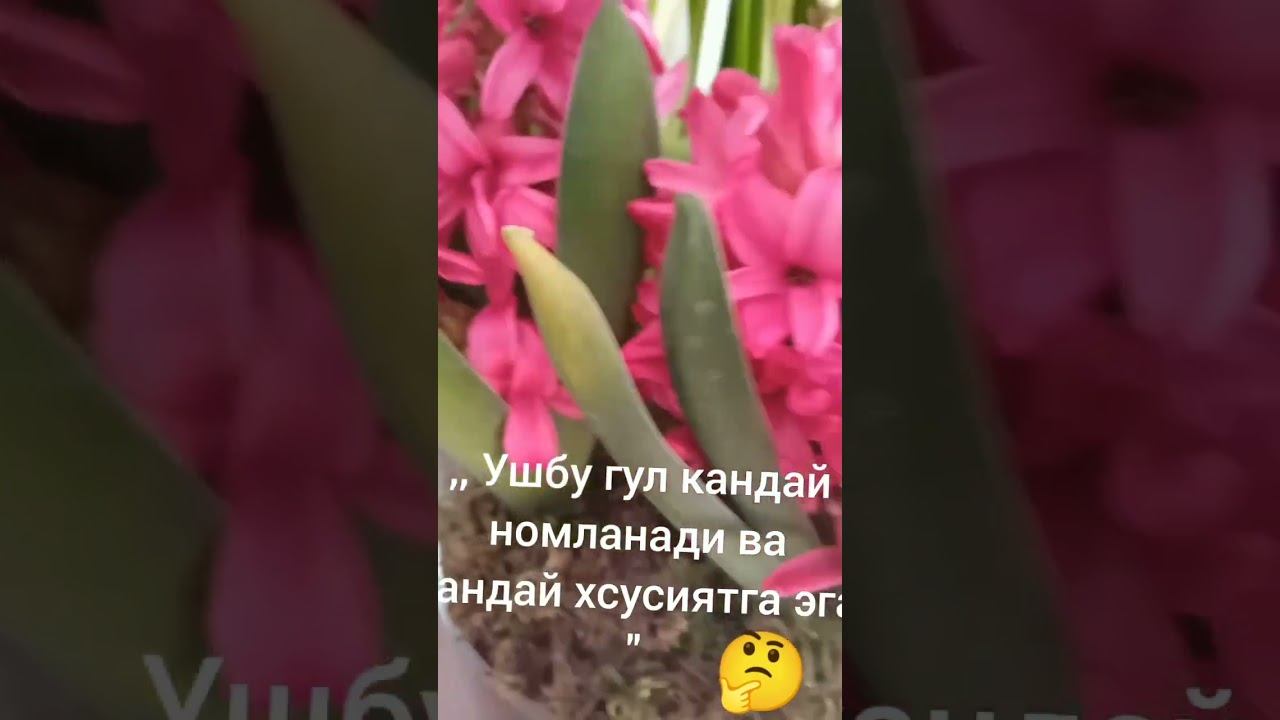 ,, Как называется вот это цветок,, Кто знают 🤔🧐#мусофирлар #дача #удача #рекомендации угадай #лайк смотреть онлайн