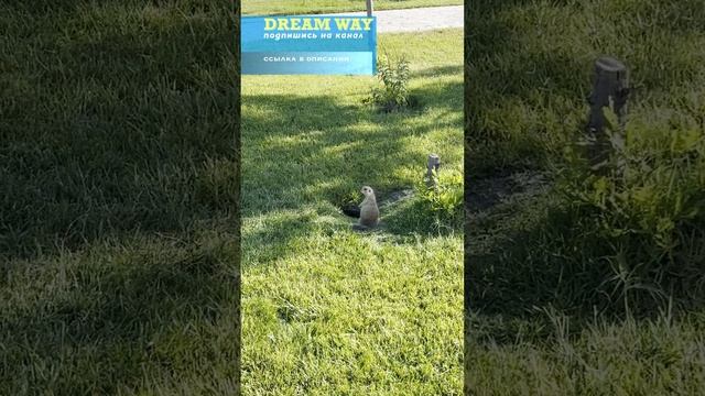 суслик #dreamway #путешествие #travel #отдых #природа #shortsvideo #shorts #Узбекистан #Самарканд смотреть онлайн