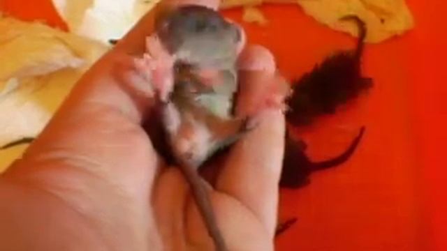 пасюковичи смотреть онлайн